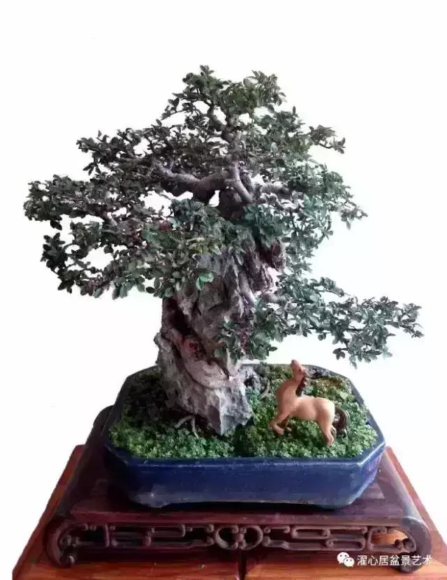 一组榆树盆景作品欣赏学习榆树盆景制作技术