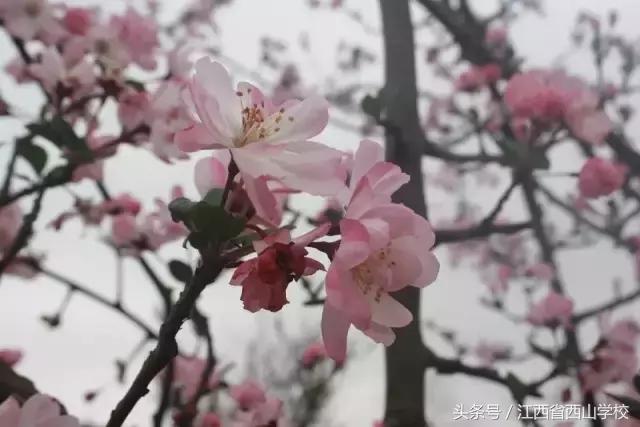 江西省西山学校2023高考成绩,江西省西山学校2018