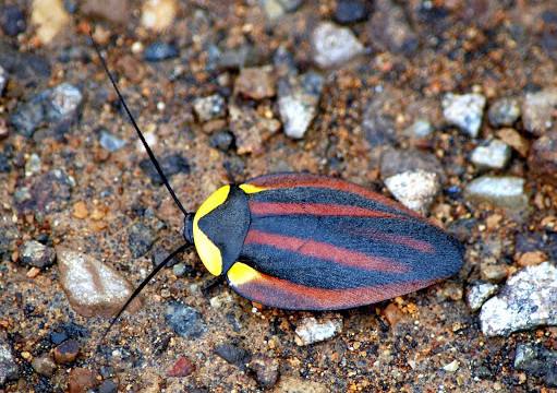 为什么蟑螂能抗辐射,为什么蟑螂怕辐射