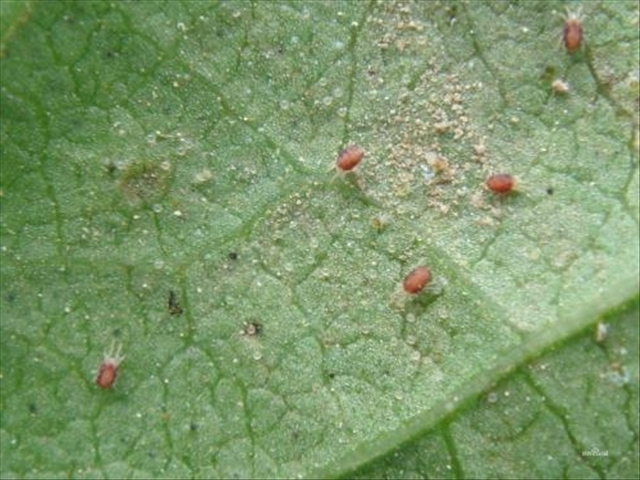 栀子花叶上的红蜘蛛怎么治,栀子花红蜘蛛用什么药能彻底消灭