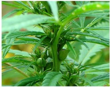 火麻仁作用与功效,每日一剂中草药