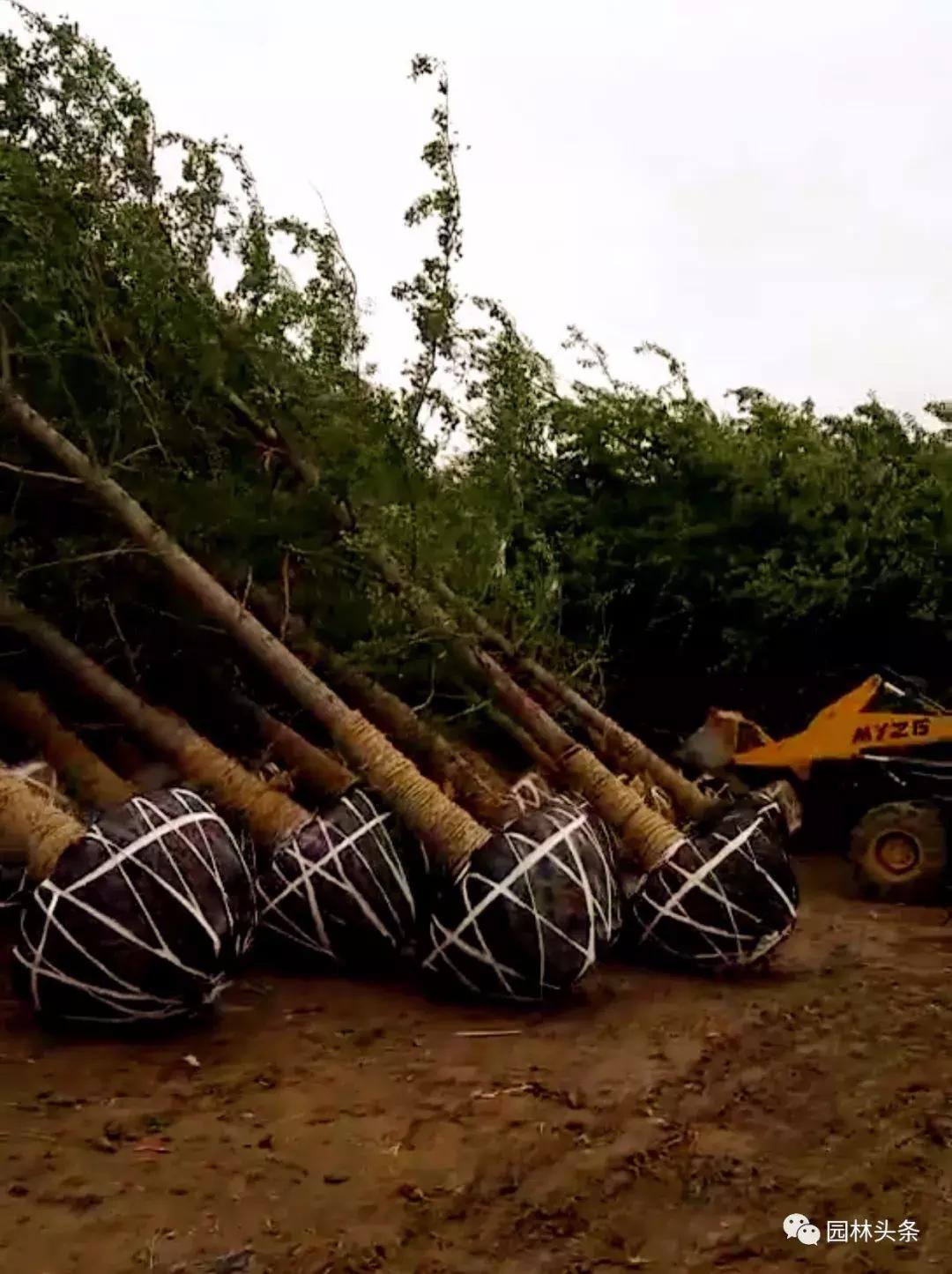 为什么大家都买东方树叶,为什么有人买桂花树叶