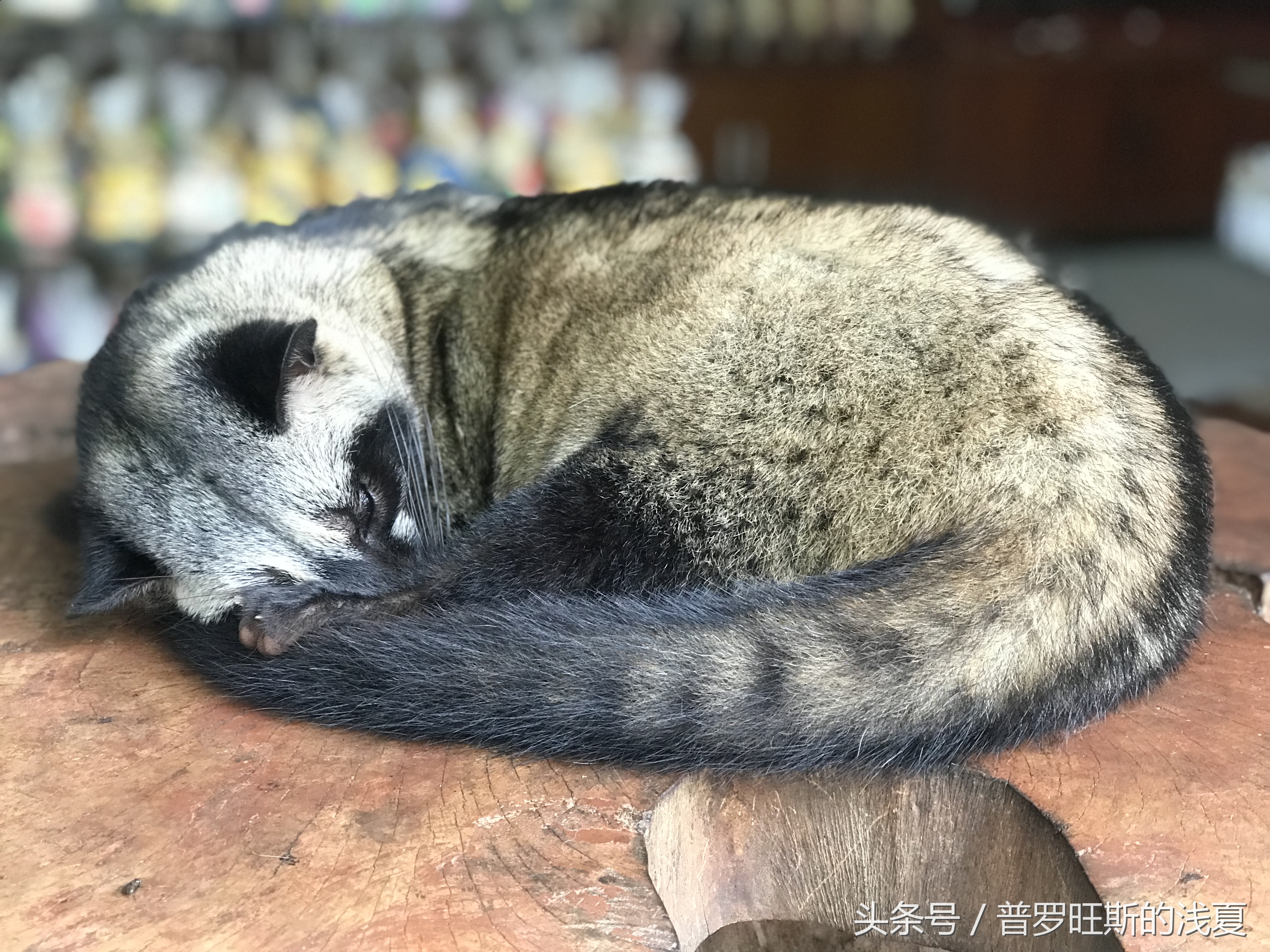 bali巴厘岛冲浪,baligo巴厘岛