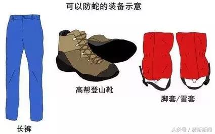 广东一小区出现蛇,广州某小区内惊现蛇