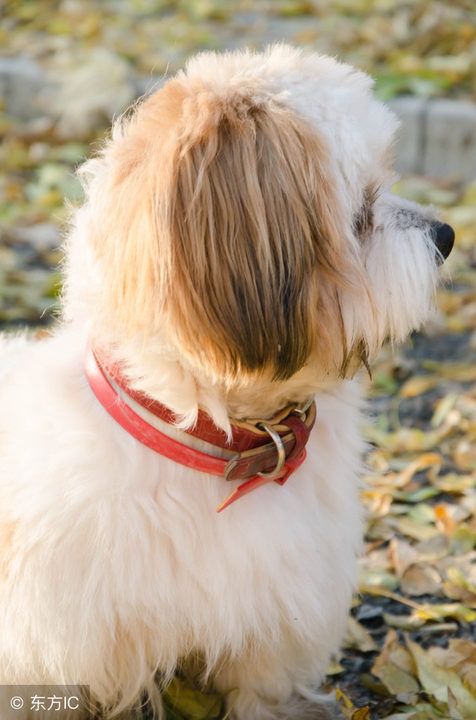 哈巴狗的种类有哪些,一只哈巴狗坐在家门口配图