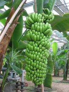 香蕉帝王蕉图片,粉蕉金蕉