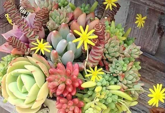 山东多肉小朋友,淄博养多肉