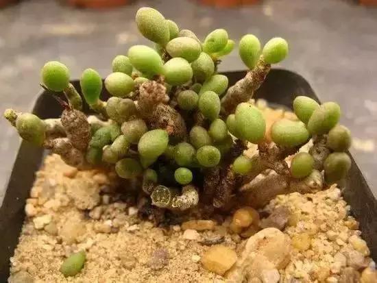 毛骨悚然！淄博家有养多肉的人快看，特别是有小孩的……