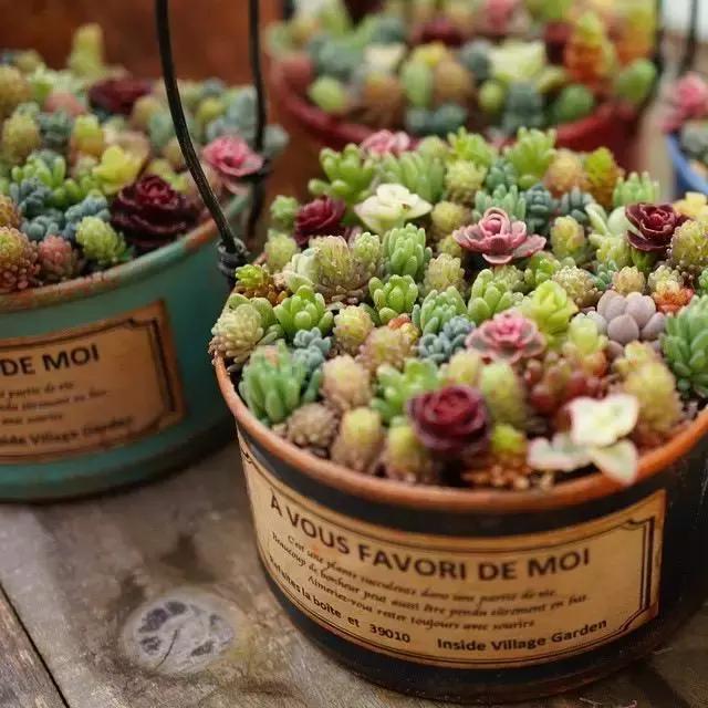 山东多肉小朋友,淄博养多肉