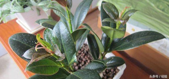 橡皮树生长小技巧,橡皮树生长的各个阶段