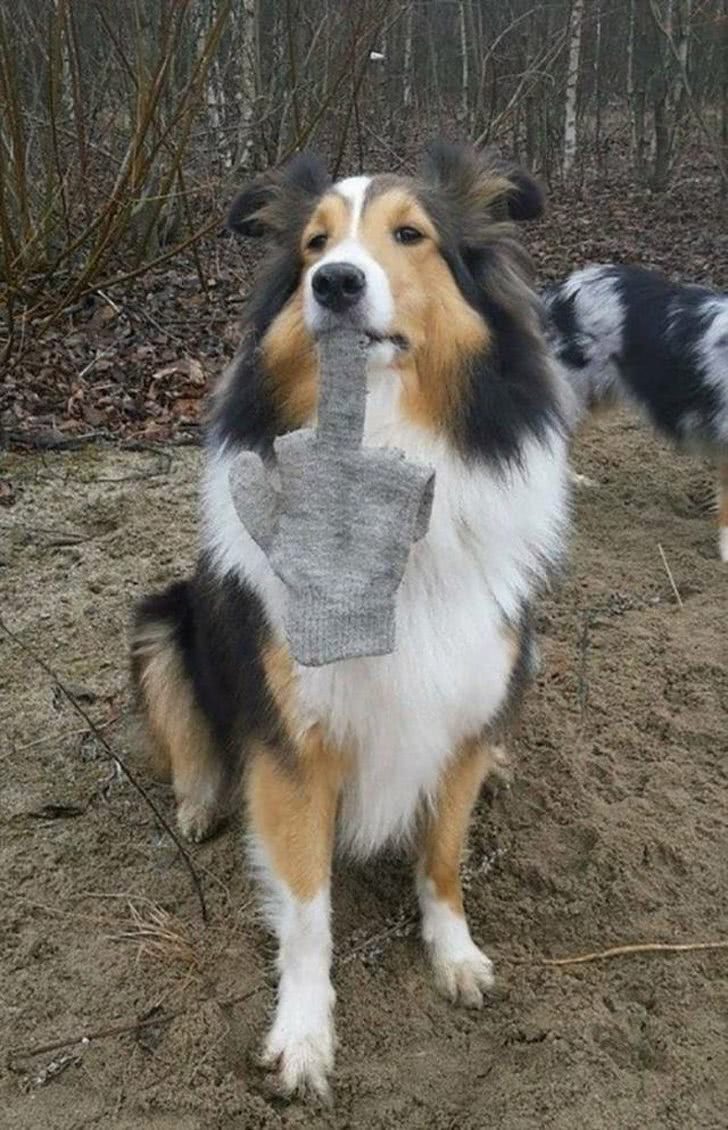 狗狗叼个东西不愿意放,狗狗叼过来的东西他们不觉得脏吗