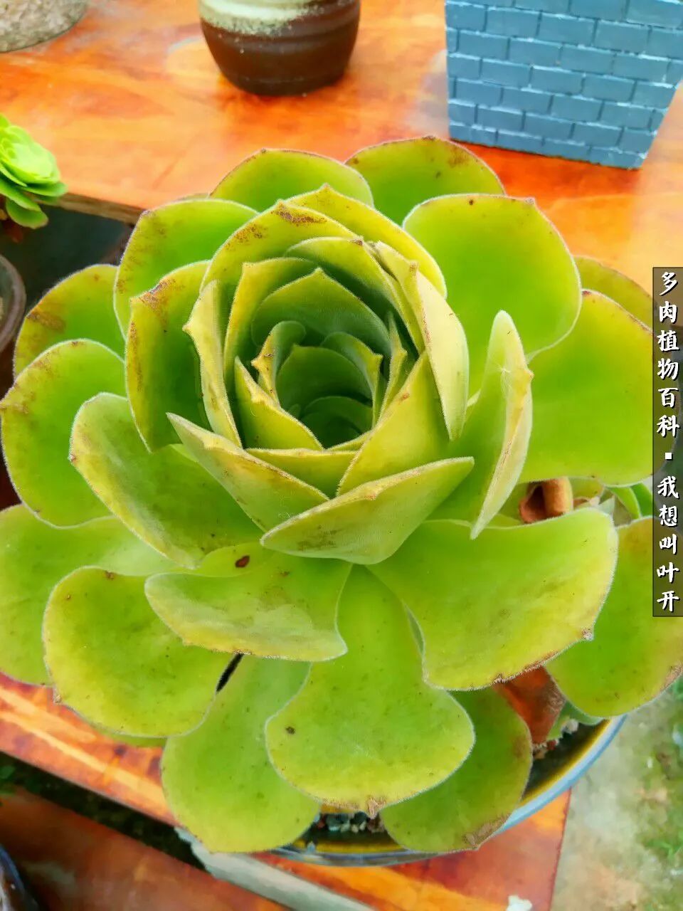 最好养的法师有哪几种,哪种法师既好看又好养