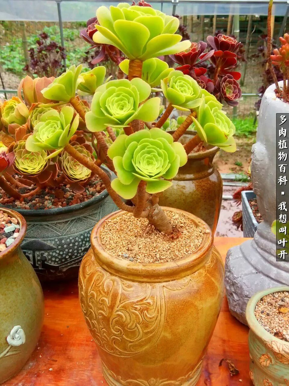 最好养的法师有哪几种,哪种法师既好看又好养