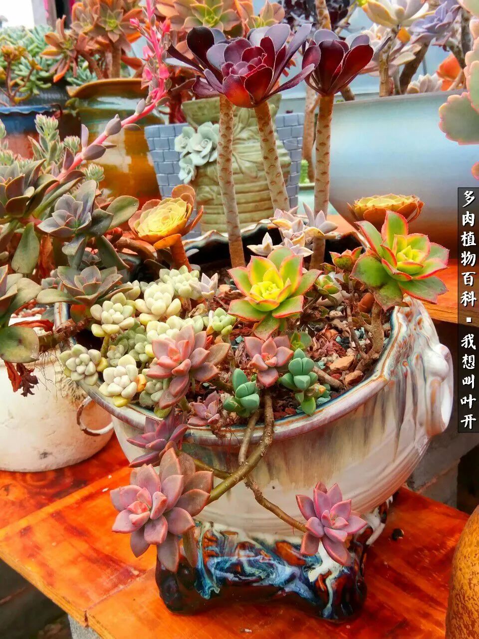 最好养的法师有哪几种,哪种法师既好看又好养