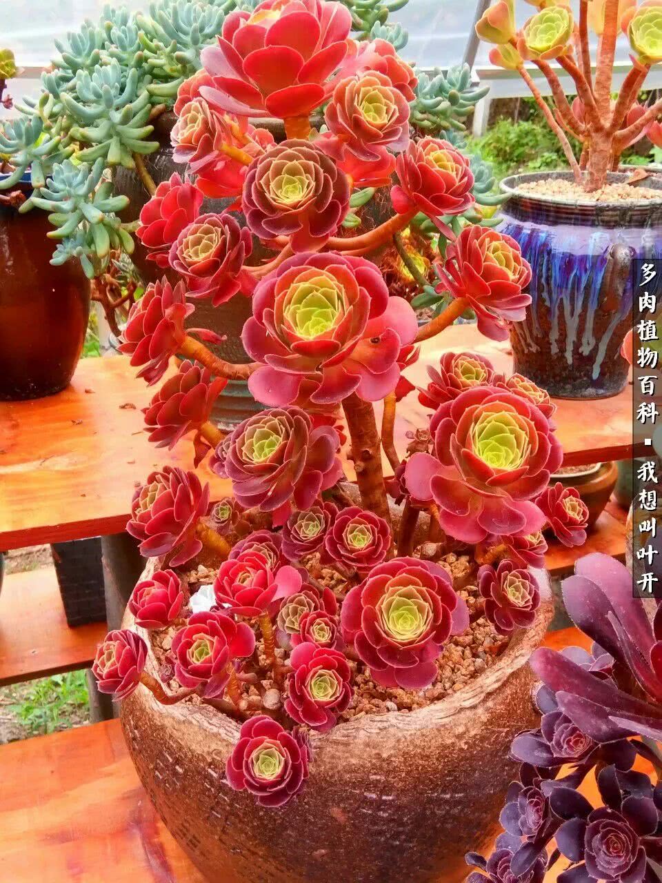 最好养的法师有哪几种,哪种法师既好看又好养