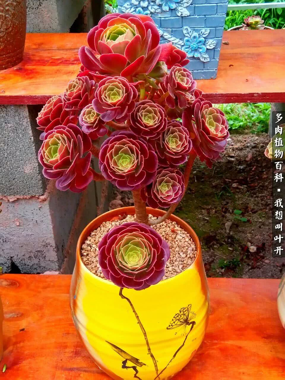 最好养的法师有哪几种,哪种法师既好看又好养