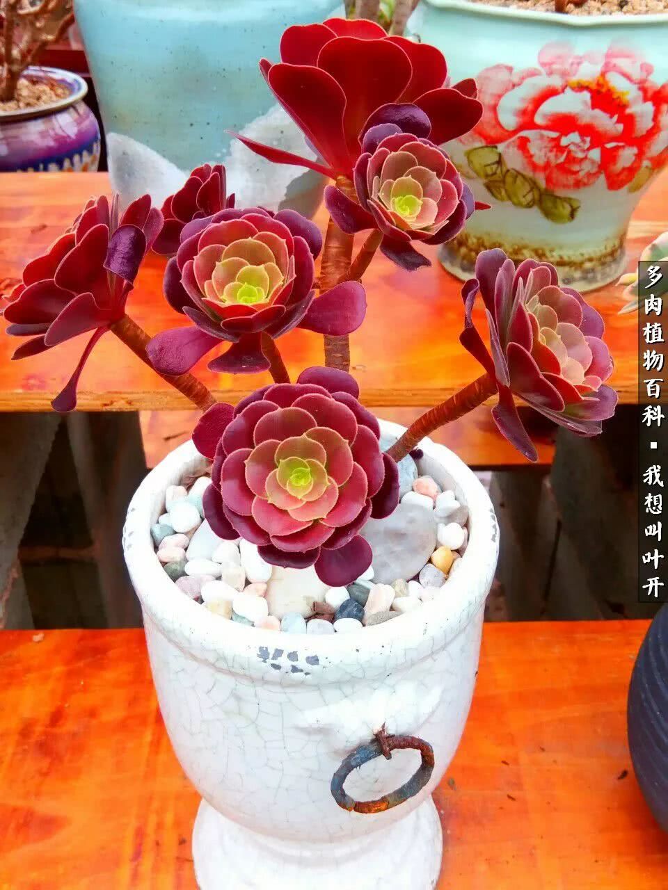 最好养的法师有哪几种,哪种法师既好看又好养