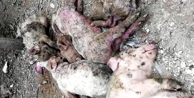 小猪水肿拉稀怎么治疗,小猪拉稀脱水严重怎么急救视频