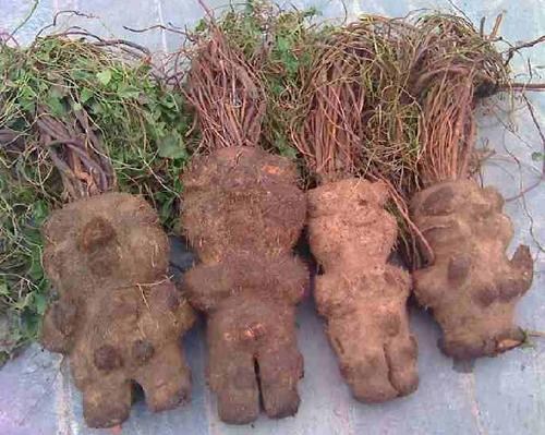 吃何首乌真的能使白发转黑吗,吃何首乌一个月后身体变化吓人