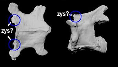 琥珀里的珍稀植物,琥珀发现新物种