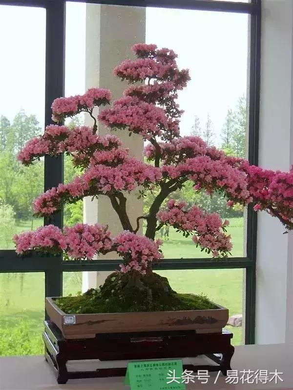 杜鹃花夏鹃品种有哪些特点,杜鹃花的夏鹃怎么养好