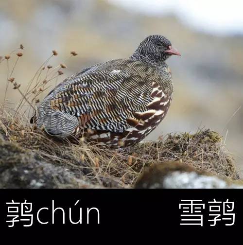 带你认识几个主播,带你认识几种常见的野菜