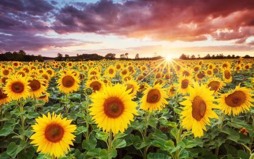 世界十大凄美之花是什么花,世界十大凄美之花的图片