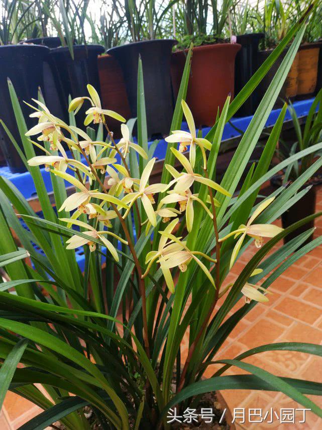 芦荟养蝴蝶兰,芦荟养兰