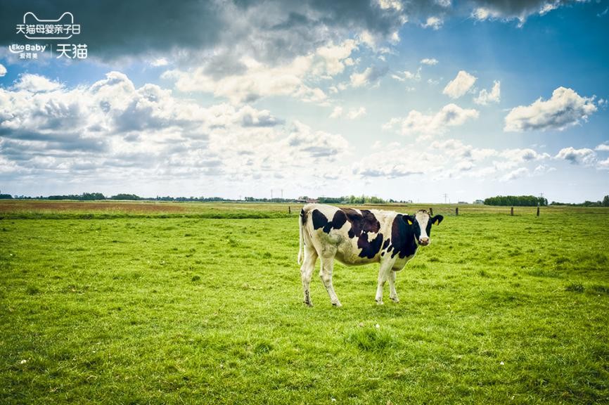 有机奶粉生产流程,深度解析有机奶粉