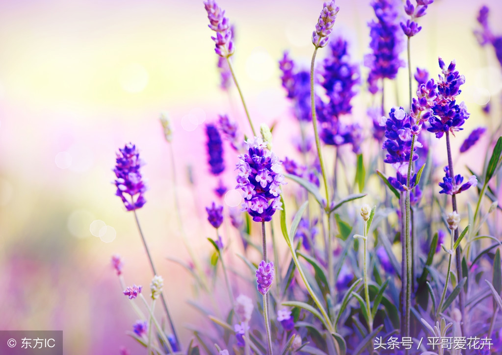 薰衣草最美的花海,薰衣草最佳花期