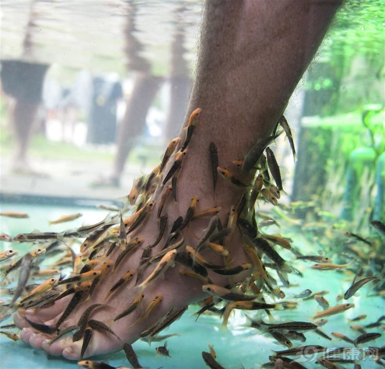 鱼疗用的鱼能治脚气吗,鱼疗为什么可以治脚气