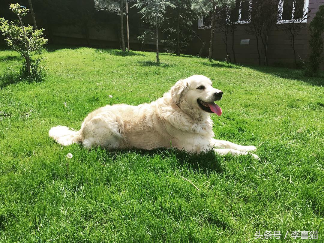 草坪是狗狗和猫咪都喜欢玩耍的场所，但铲屎官不能不注意这些事情