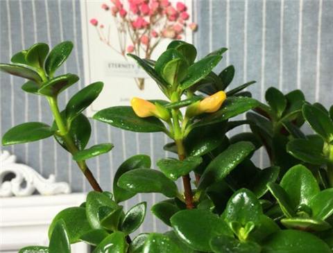 水培金鱼吊兰老是掉叶子枯萎,金鱼吊兰水培不发根怎么回事