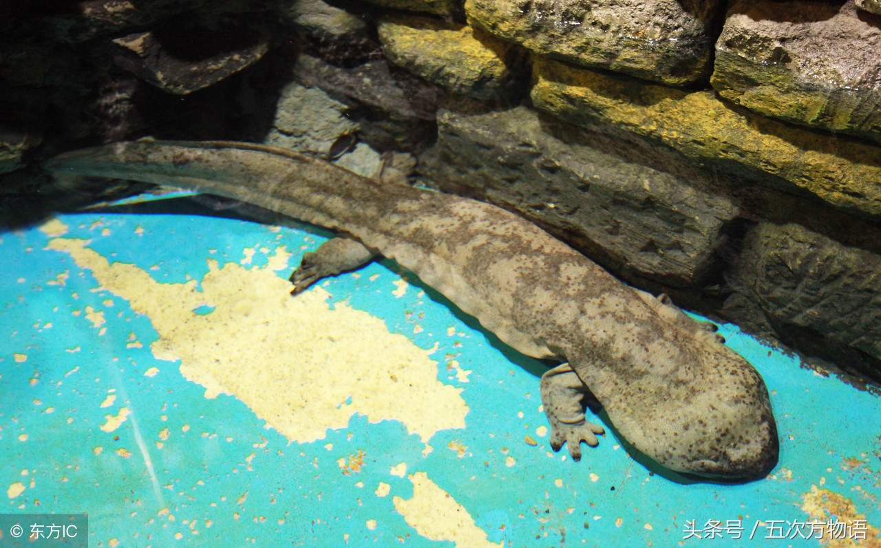 鳄鱼明明不是鱼为什么要叫鱼,鲸鱼鳄鱼企鹅金鱼哪个是哺乳动物