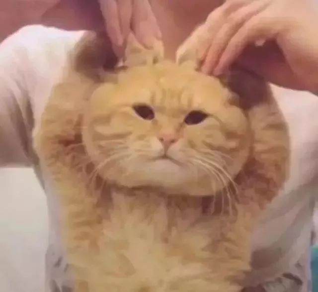 去香港有罚款记录怎么办,去香港要注意什么避免罚款