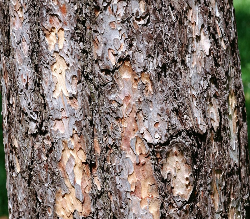 地出现死苗怎么办,苗出来后枯萎了是什么情况
