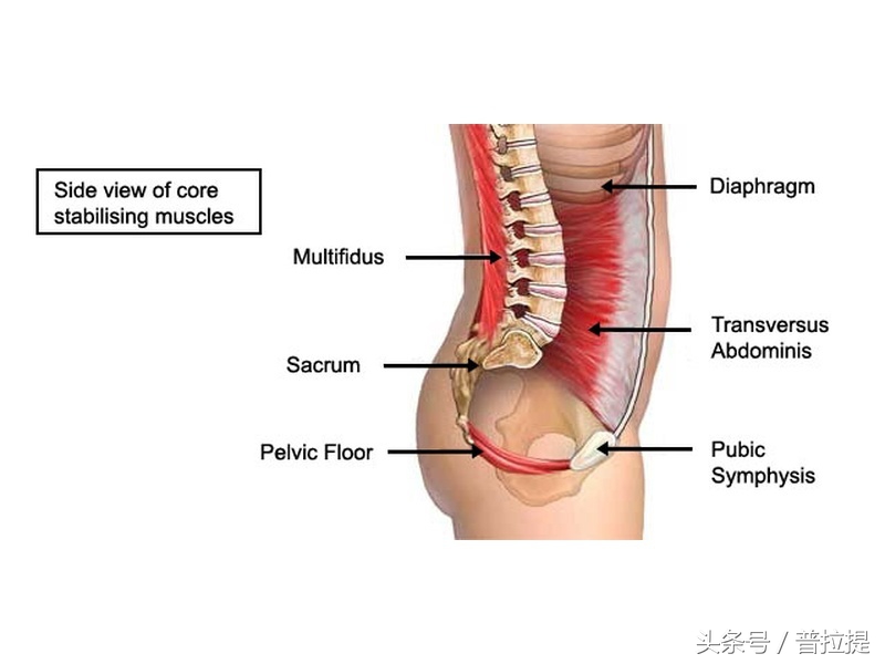 腰背不舒服，漏尿等都是骨盆底肌惹的祸，用普拉提来锻炼他吧！