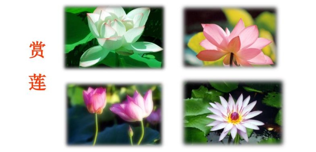 周敦颐的爱莲说雅俗共赏,周敦颐谈爱莲说