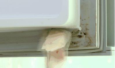 冰箱里放一百元钱有什么作用,冰箱放钞票有什么妙用