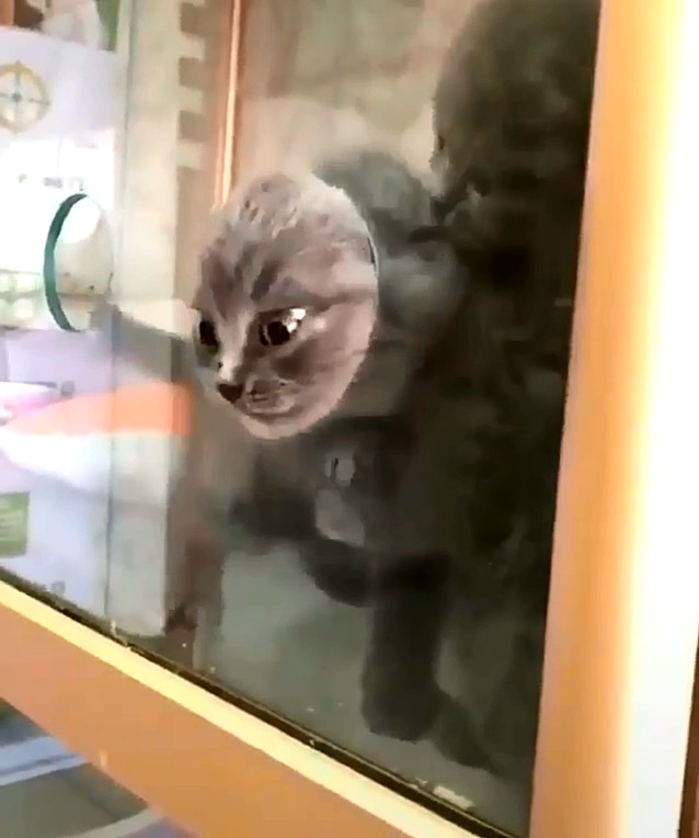 为什么说猫咪是水做的，这位老板告诉你原因：猫粮还在，猫没了