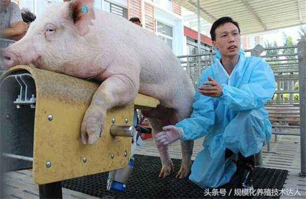 养猪怎么保持干燥,养猪温度湿度密度