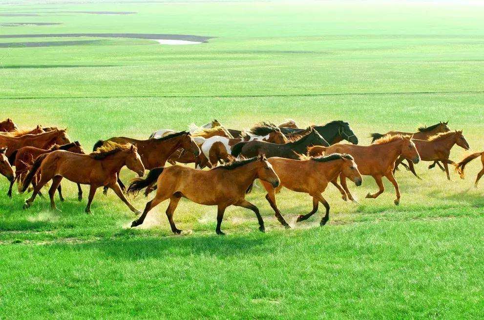专列开向正北方，健康老人相聚呼伦贝尔草原，河南多地均可上下客