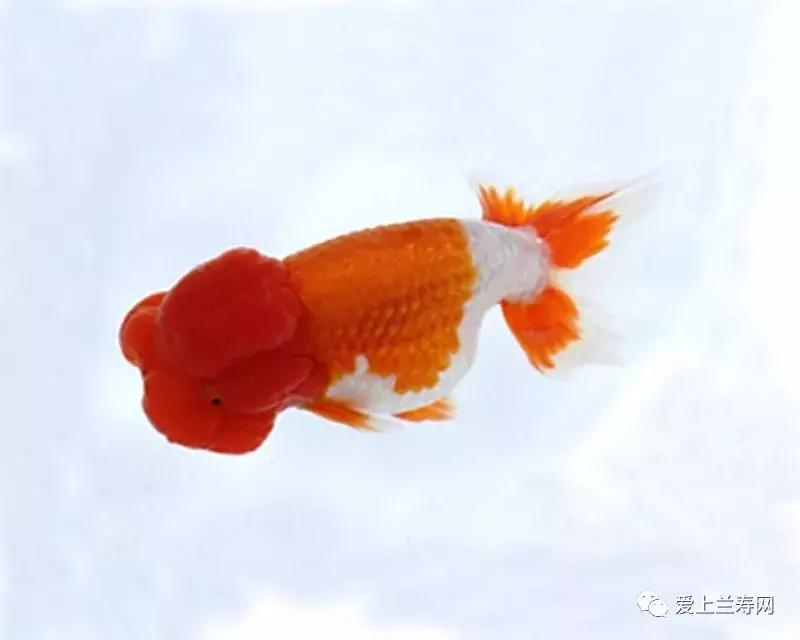 日本金鱼品种大全,日本东京金鱼多少钱一条