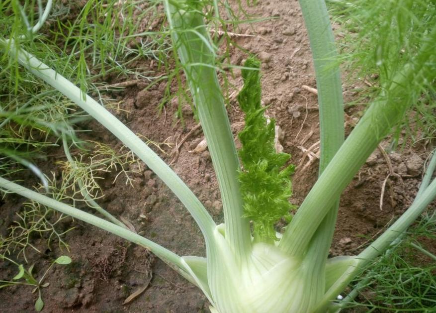 种小茴香好还是球茎茴香好,球茎茴香在春天能种么