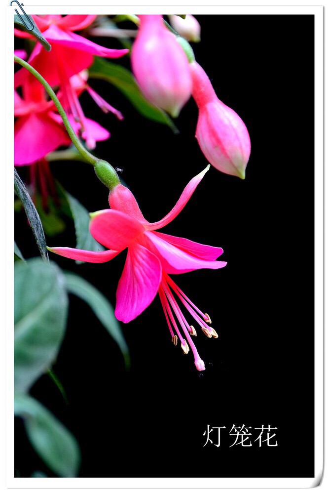 倒挂*钟金**ll彩燕翻飞欲向空，曼妙多姿醉*钟金**