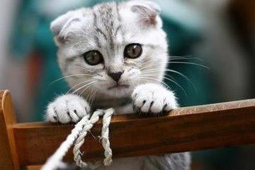 养猫咪驱虫药怎么用,养猫咪怎么预防寄生虫