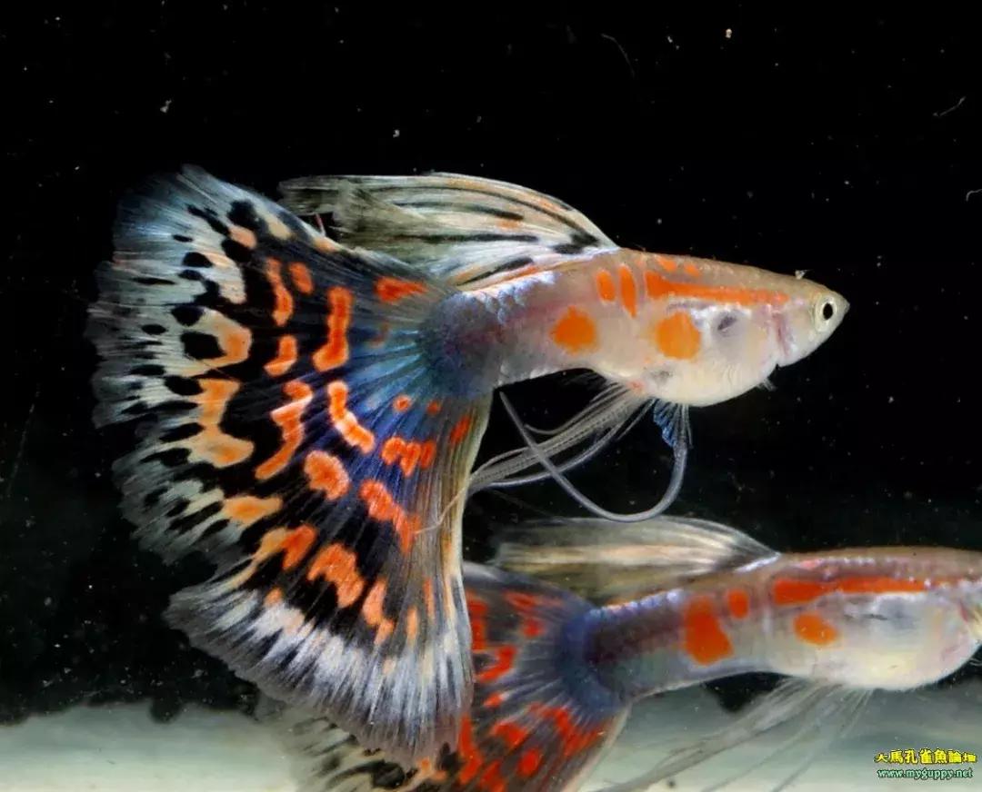 孔雀鱼尾巴开叉可以剪吗,孔雀鱼尾巴开叉了怎么恢复