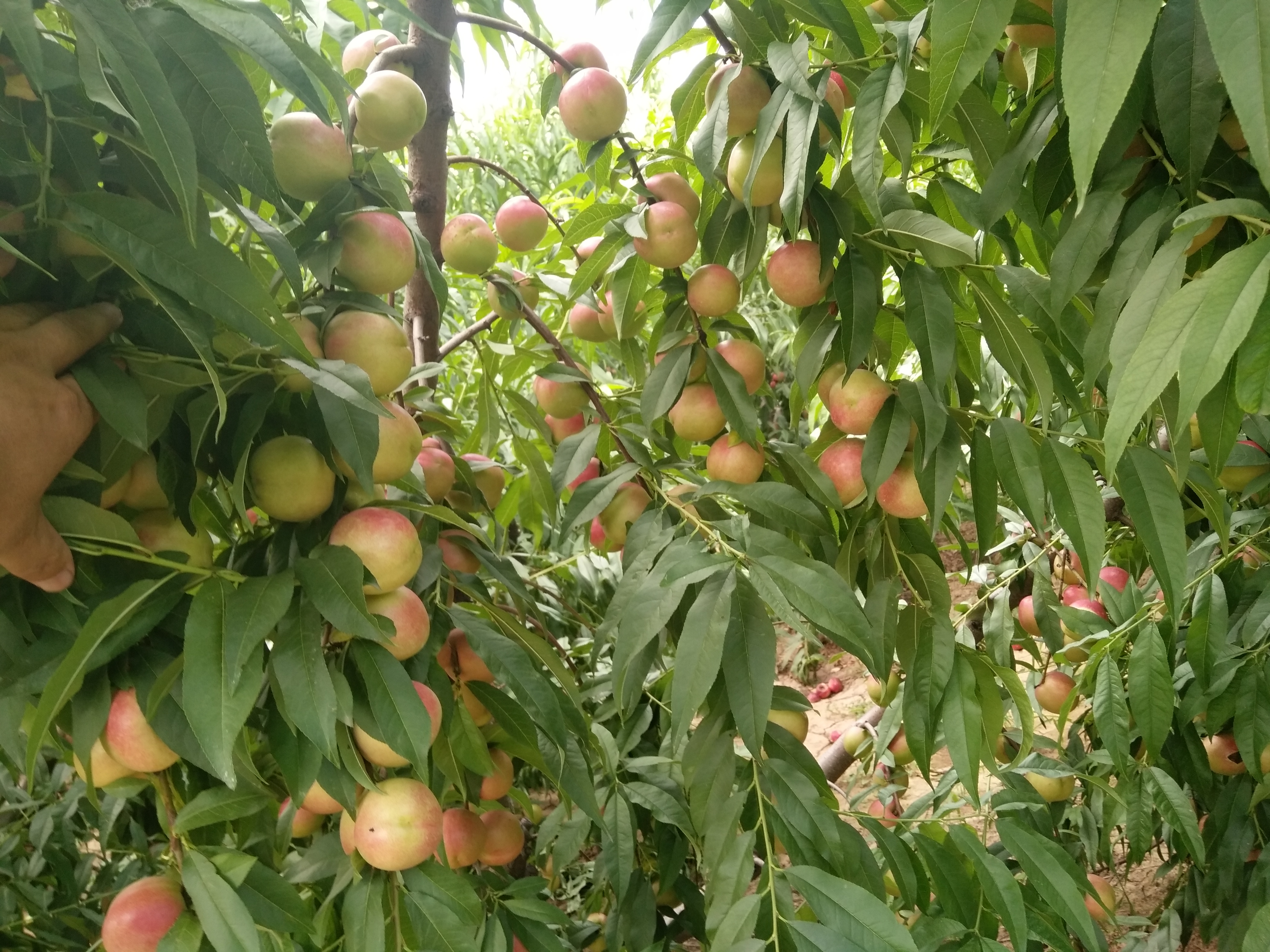 枣油桃产地优点,枣油桃产品介绍