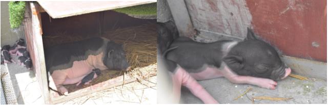 萌宠小香猪乐园,遵义小香猪