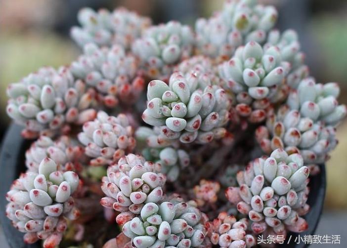 这10种多肉宛如变色龙,有名的七种多肉植物